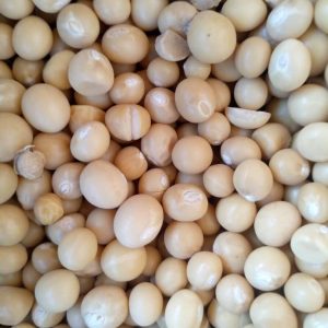 Soybean
