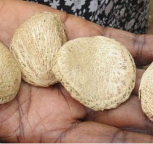 Oysternut